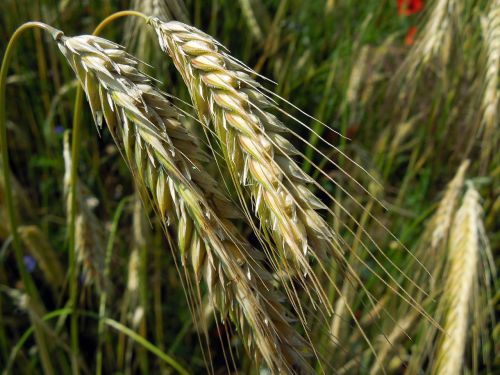 cereals field spike grain
