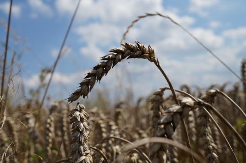 cereals close field