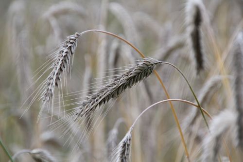 cereals barley rye