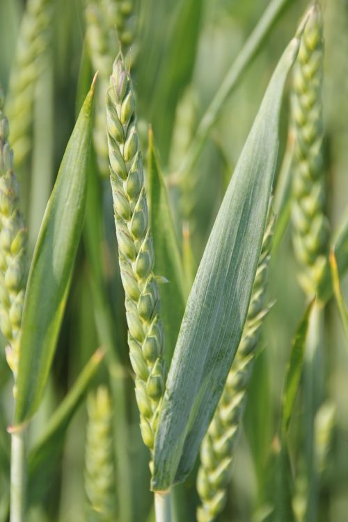 cereals barley field grain