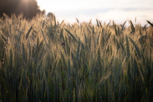 cereals  barley  wheat