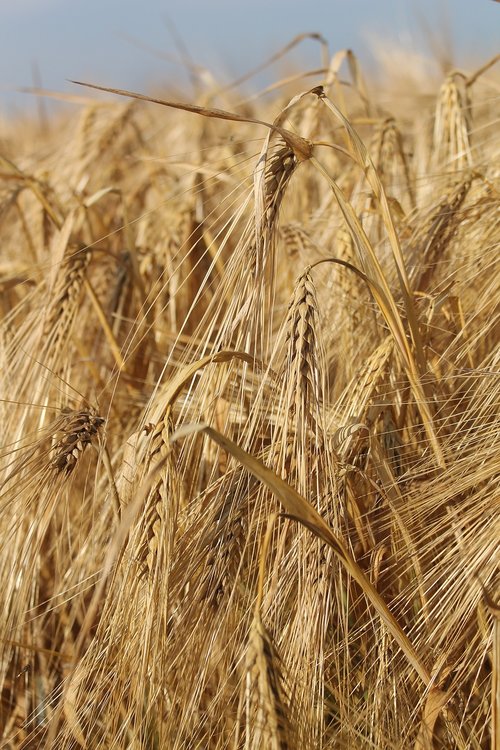 cereals  barley  grain