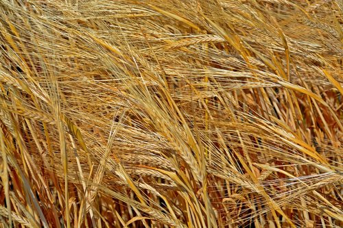 cereals  barley  plant