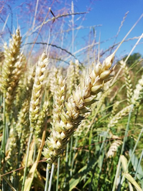 cereals  rural district  wheat