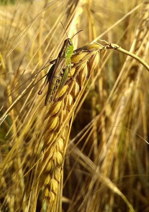 cereals  wheat  rural