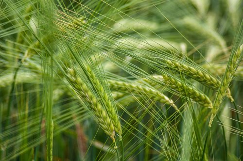 cereals  grain  field