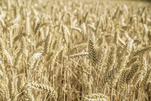 cereals  cornfield  nature