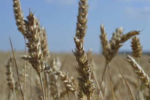 cereals  field  summer