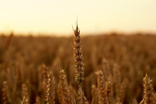 cereals  wheat  nature