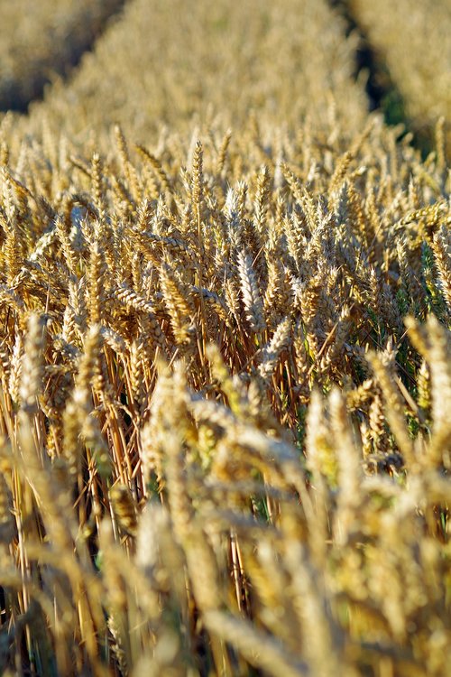 cereals  barley  nature