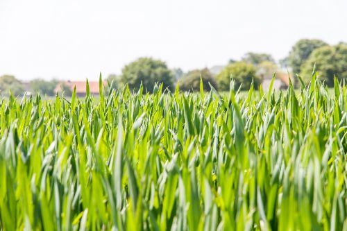 cereals grain agriculture