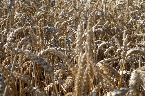 cereals  field  harvest