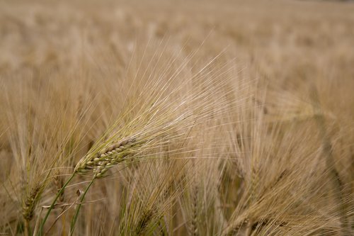 cereals  brown  wheat
