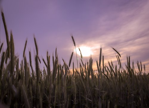 cereals  sky  sunset