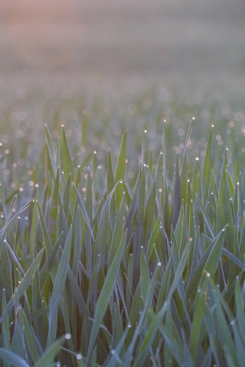 cereals  dew  morning