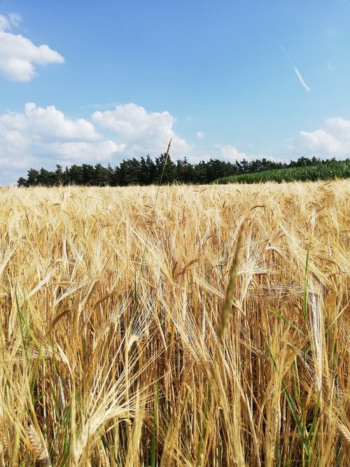 cereals  barley  field