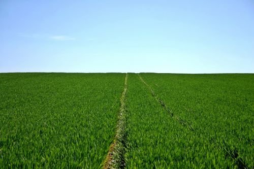 cereals field green