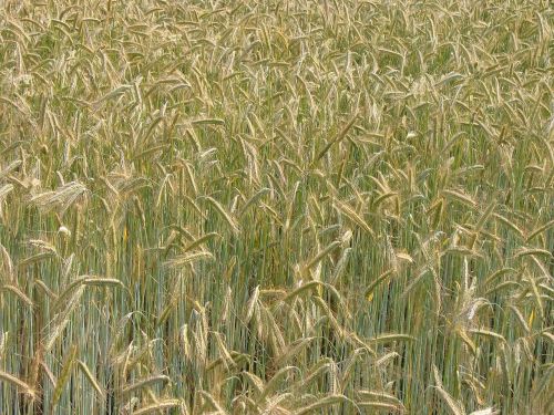 cereals grain nutrition