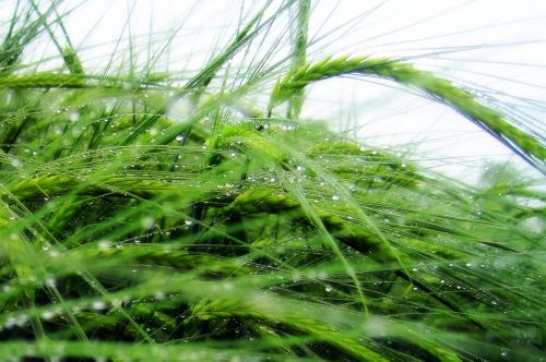 cereals rain field