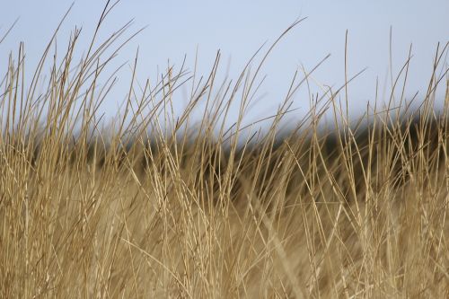 cereals yellow nature