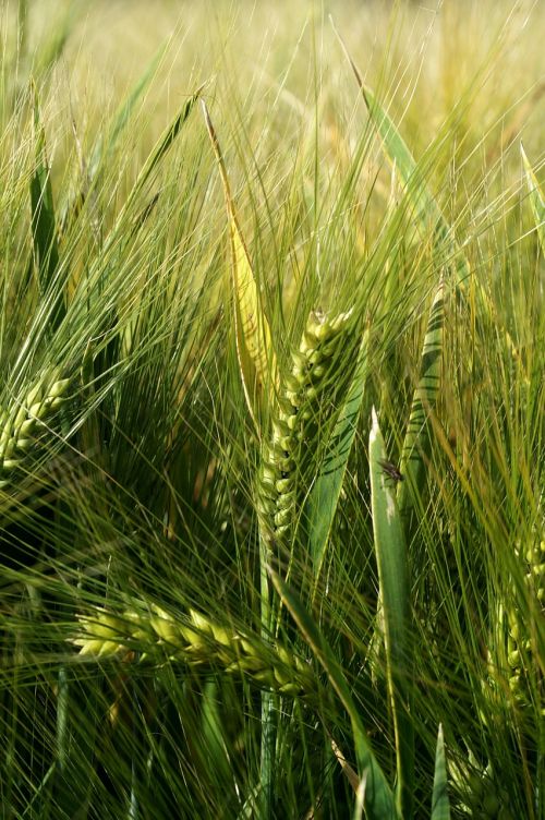 cereals summer grain