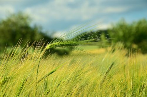 cereals barley spike