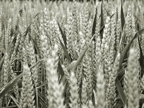 cereals field field crops