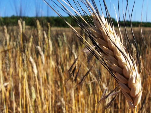 cereals cornfield epi