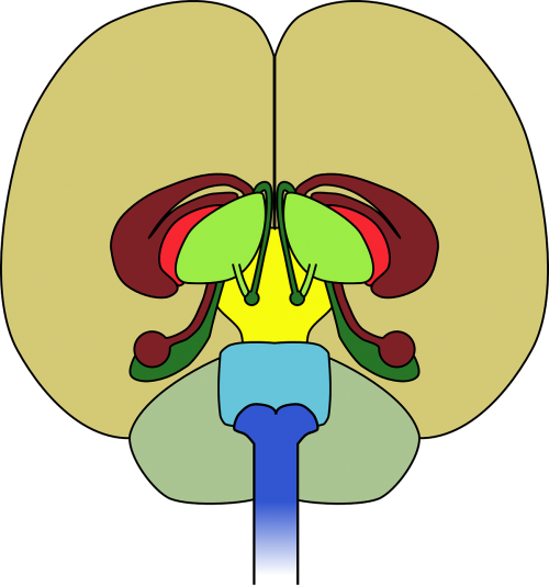 cerebellum cerebrum brain