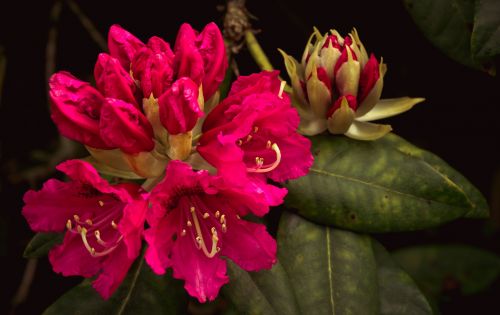 Cerise Rhododendron Photograph