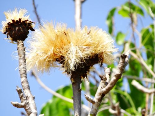 cerrado flower tree