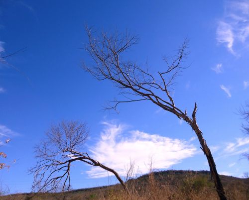 cerrado sky blue sky