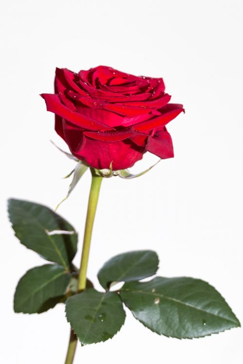 Red Rose On White Background