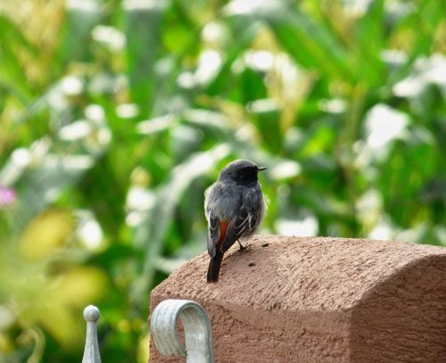 červenka spevavi little bird