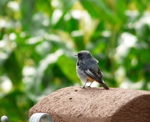 červenka little bird spevavi