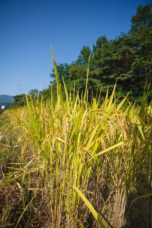 rice paddies autumn harvest