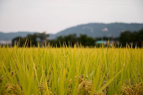 rice paddies country sulawesi