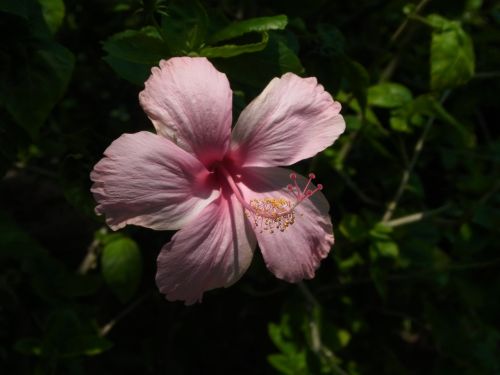 hibiscus pink thailand