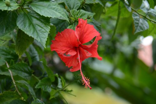 chaba red flowers