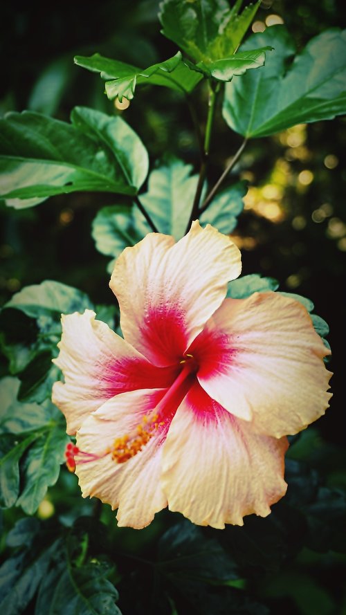 chaba  flowers  flower