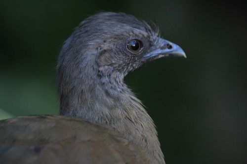 chachalaca ave bird
