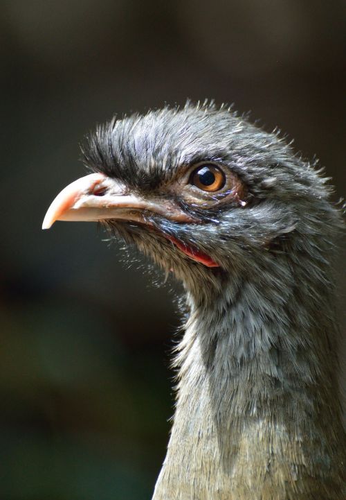 chaco chachalaca bird exotic