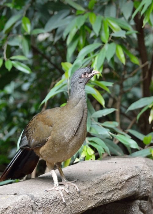 chaco chachalaca bird exotic