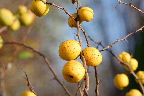 chaenomeles  fruit  autumn
