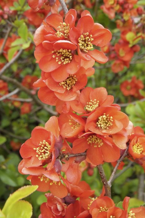 chaenomeles japonica ornamental quince bush
