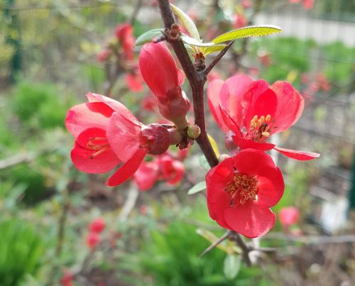 chaenomeles speciosa nakai sweet red flower winter flower