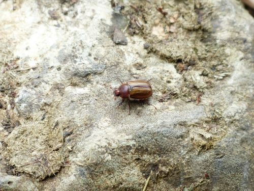 chafer beetle insect