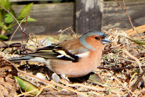 chaffinch fink songbird