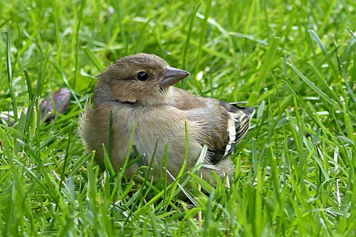 chaffinch fringilla coelebs bird