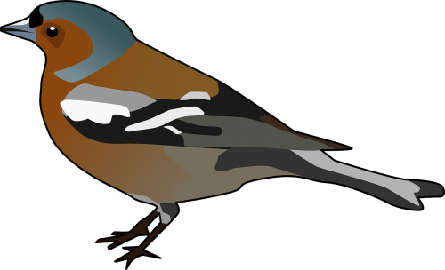 chaffinch finch bird
